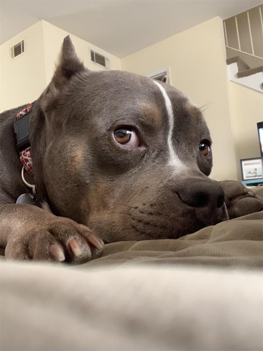 Photo of Moose the dog